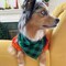Wrapables Christmas Pet Triangle Bandana, Bib Scarves For Cats and Dogs (Set of 2), Large, Buffalo Plaid